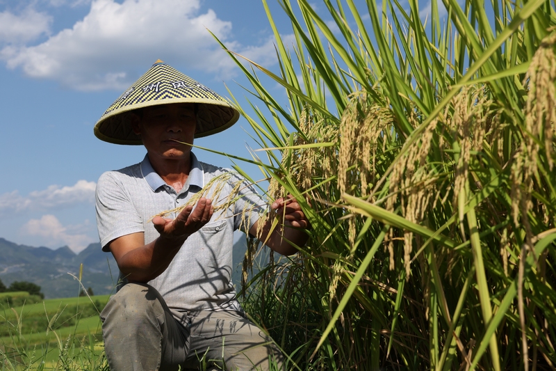 种植户正在查看水稻长势