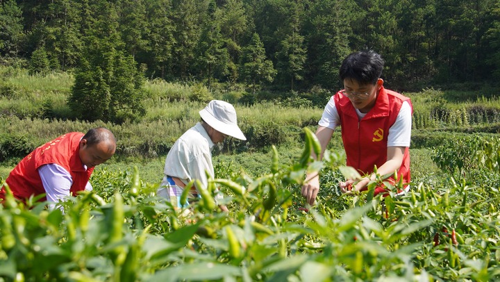 党员干部在辣椒种植基地协助村民采摘辣椒。