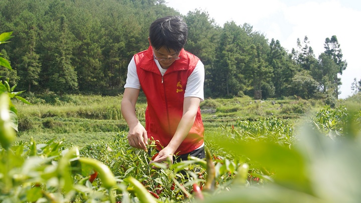 党员干部在辣椒种植基地协助村民采摘辣椒。