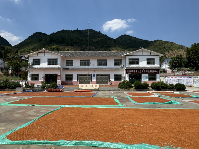 龙井镇福泉社区院坝变高粱晾晒场.jpg