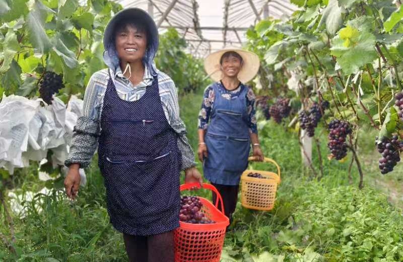 3 村民在葡萄园里采摘胡宇摄