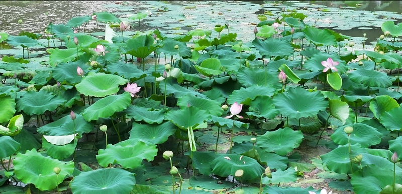 池塘荷花悄然盛放.jpg