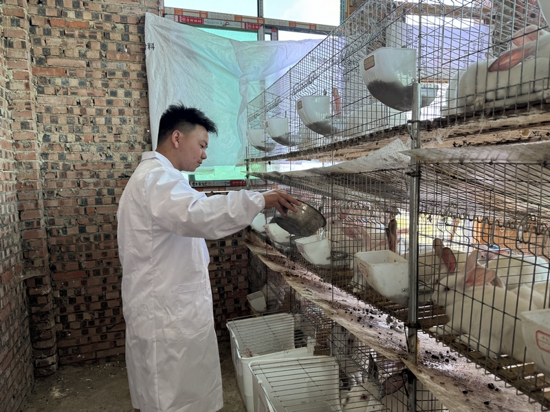 给兔子投喂饲料