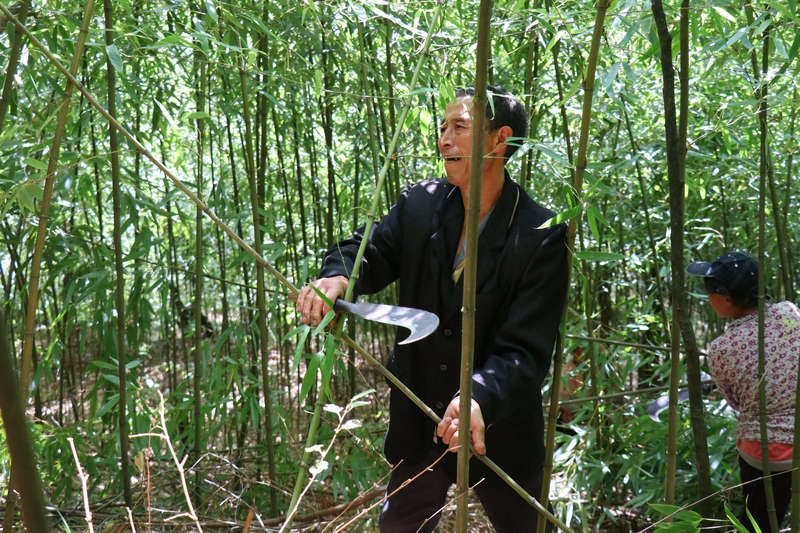 工人管护方竹 谭佳英摄
