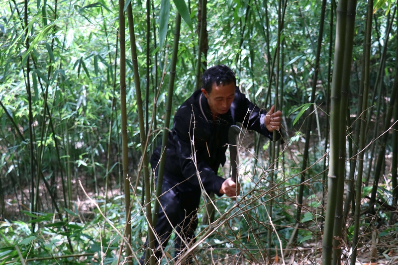 工人管护方竹中 谭佳英摄 (2)