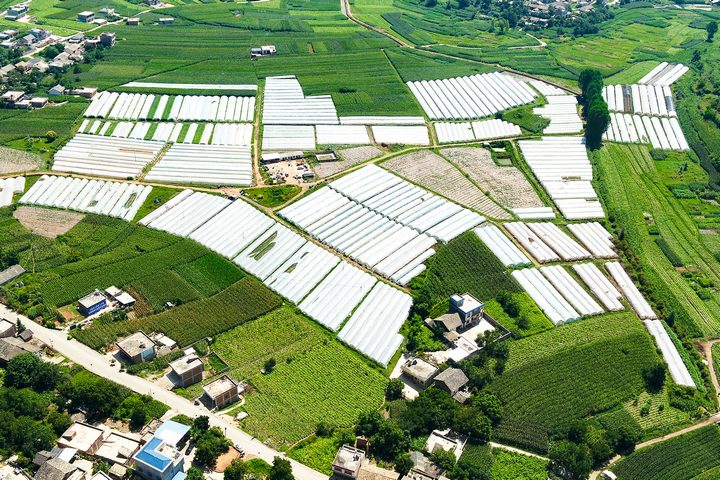 8月20日，在威寧自治縣牛棚鎮營上村大棚蔬菜種植基地。