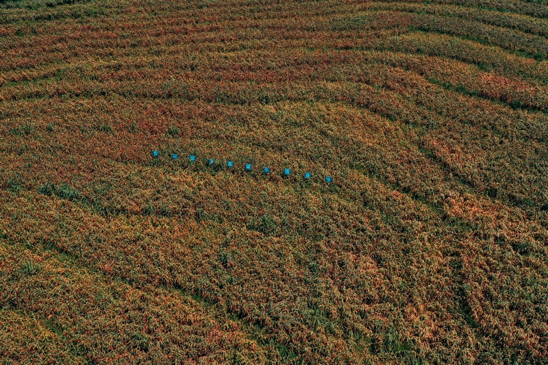 大山高粱红，贵州珍酒40万亩高粱迎丰收。