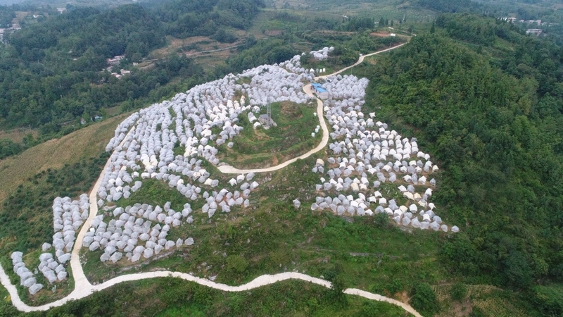 修文縣大石布依族鄉高坪村晚香脆李基地的李子即將迎來豐收季 修文縣大石布依族鄉黃春蘭 攝