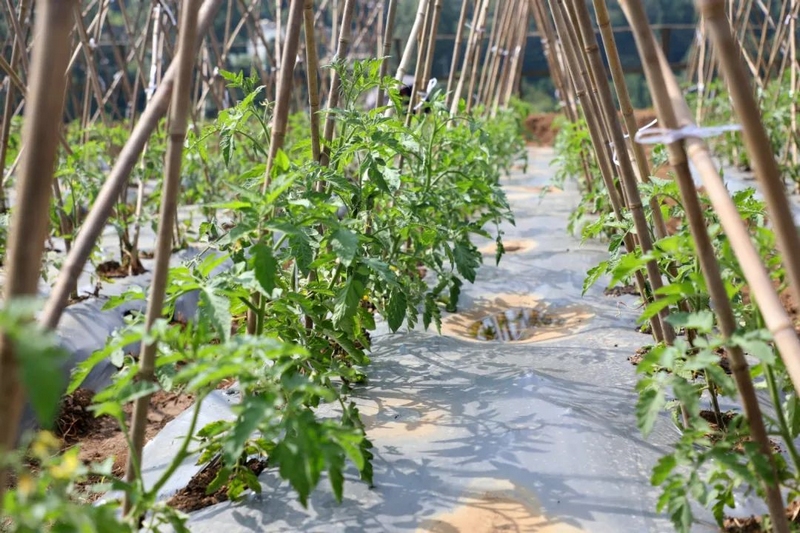 3 一排排长势良好的西红柿苗