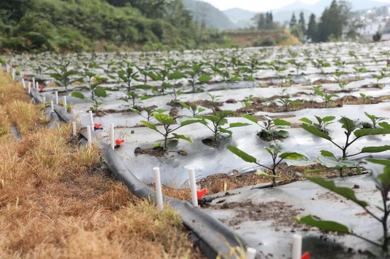 5 基地内铺设的管道