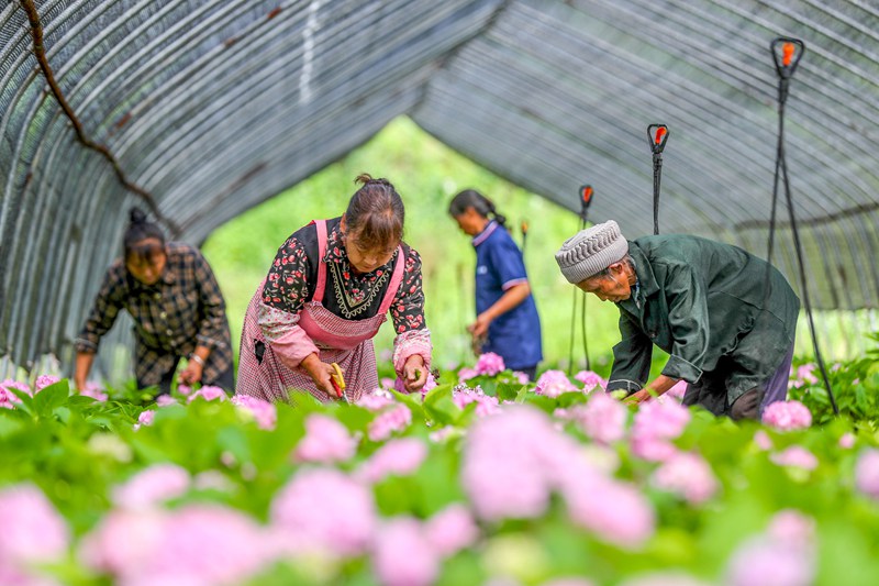 圖為：花農在開陽縣雲開街道石頭村花卉種植基地管護鮮花。 (2)