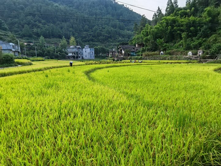 土城鎮齊心村水稻種植基地。