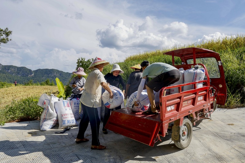 村民正在装运稻谷 (2).jpg