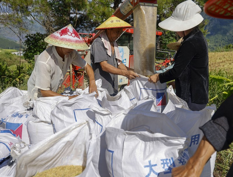 村民正在装运稻谷.jpg