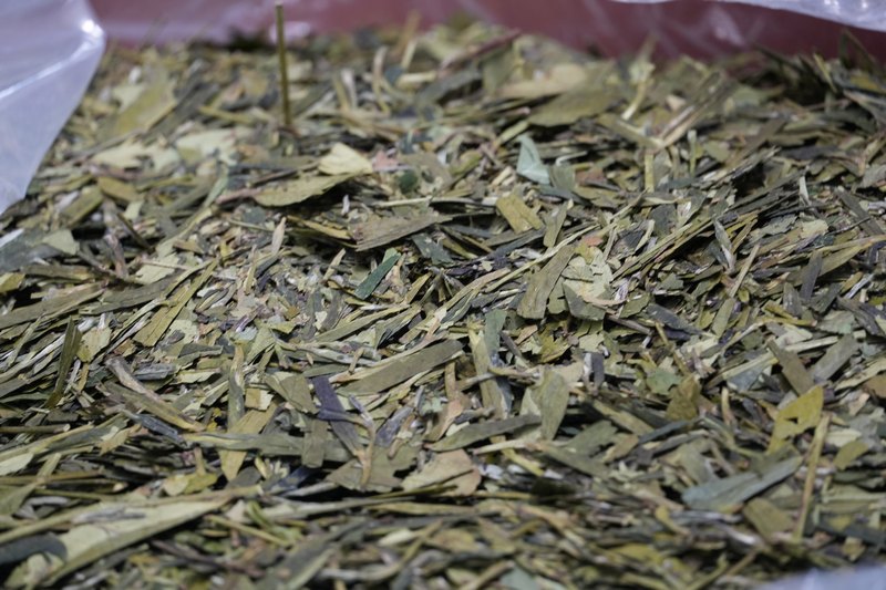 扁茶半成品（孙磊 摄）.JPG