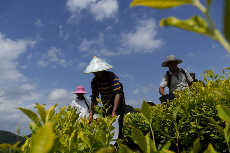 茶农正在采摘茶青 3（孙磊 摄）.JPG