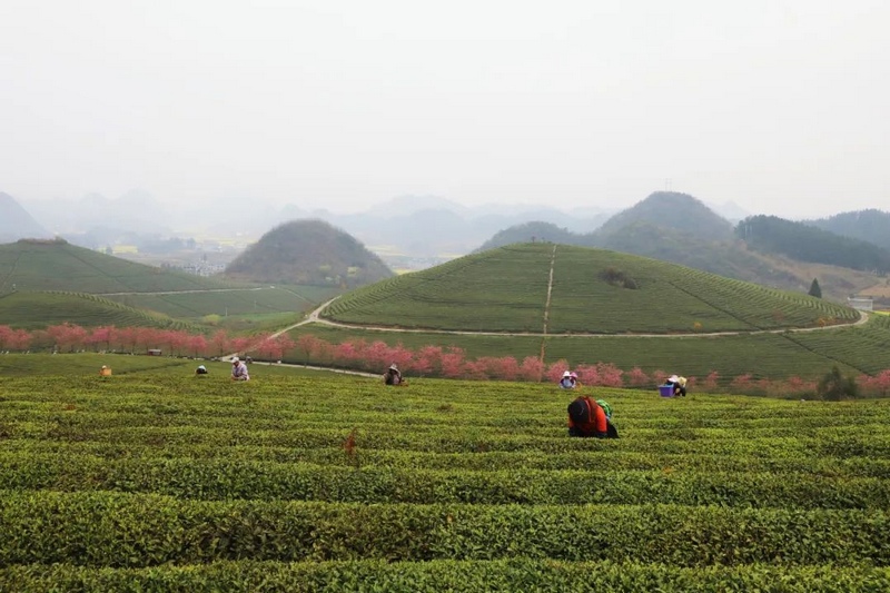 圖為西秀區雞場鄉“指紋茶山”風光.jpg