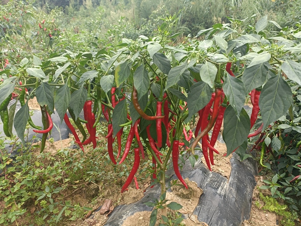 圖為：新場村辣椒試驗示范種植點 (3)