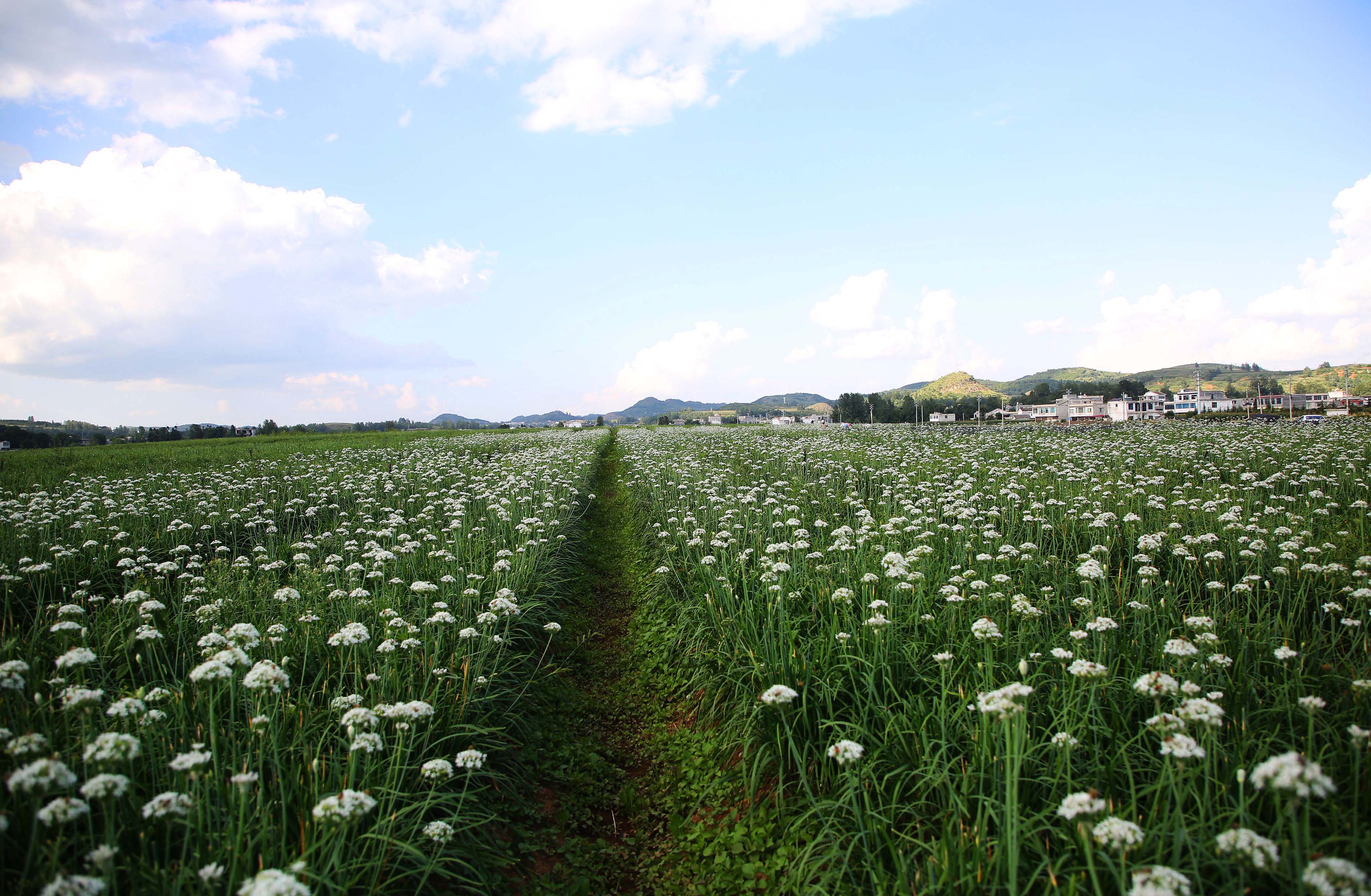 韭菜花。