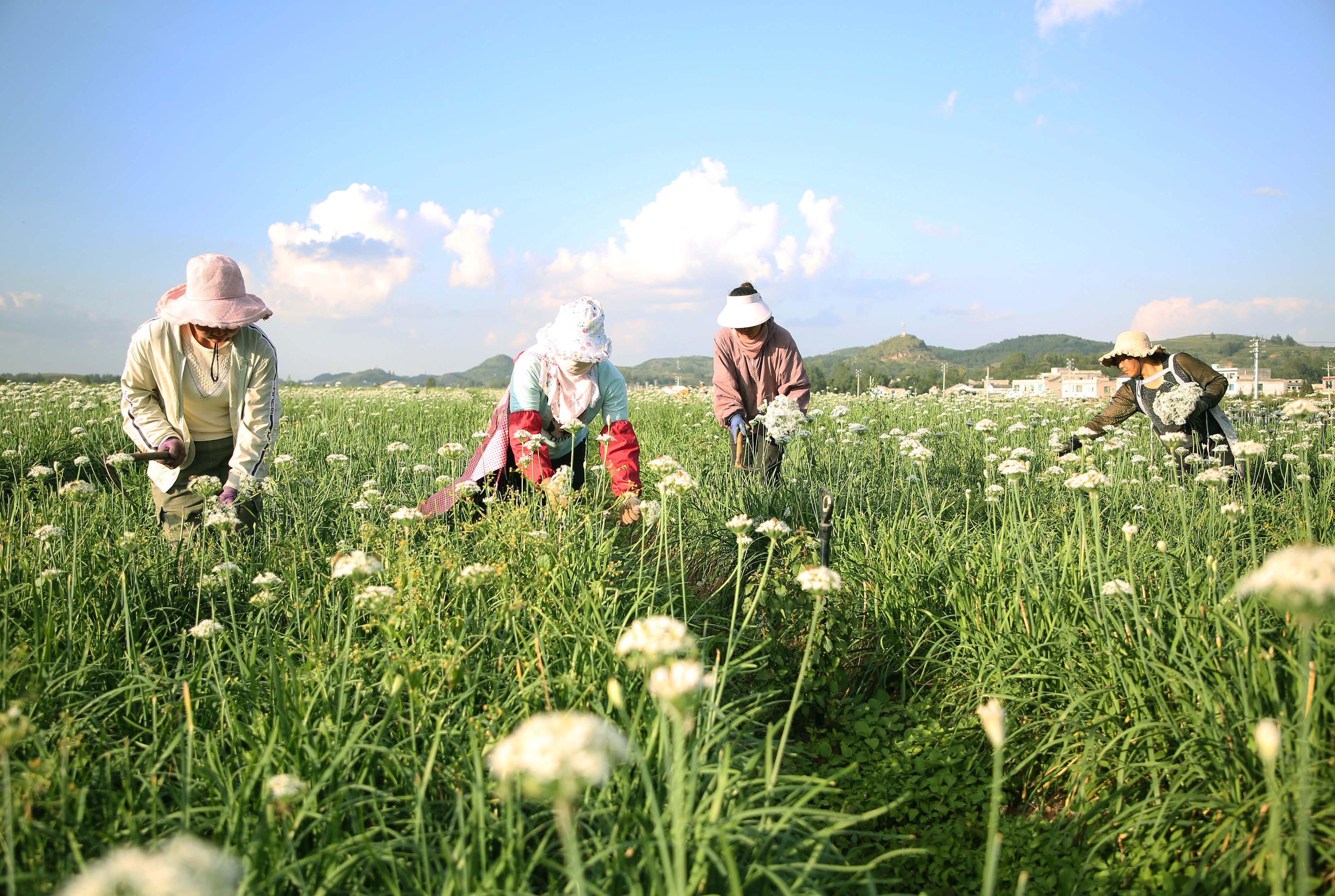 工人正在威宁自治县草海镇中海村韭菜种植基地里采摘韭花。