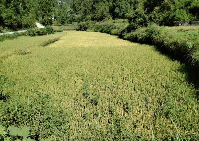 爱群村黑米稻种植基地.jpg