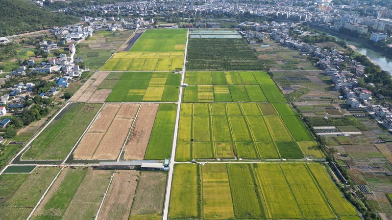 航拍思南县塘头镇机场坝水稻种植基地 2（孙磊 摄）.JPG