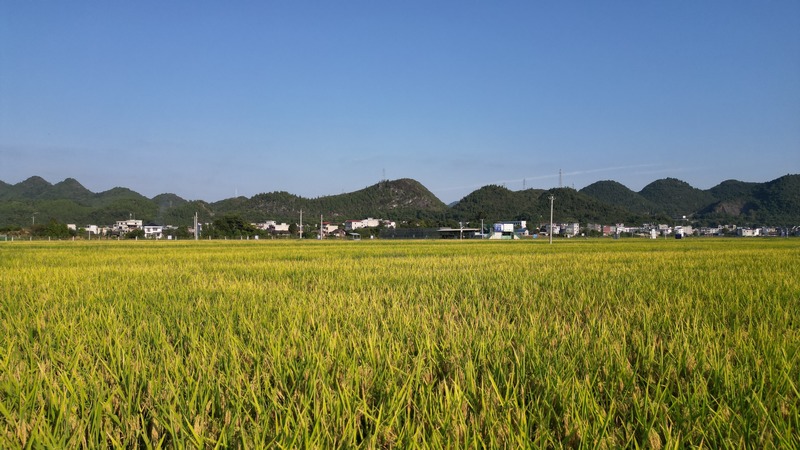 思南塘头水稻丰收 2（孙磊 摄）.JPG