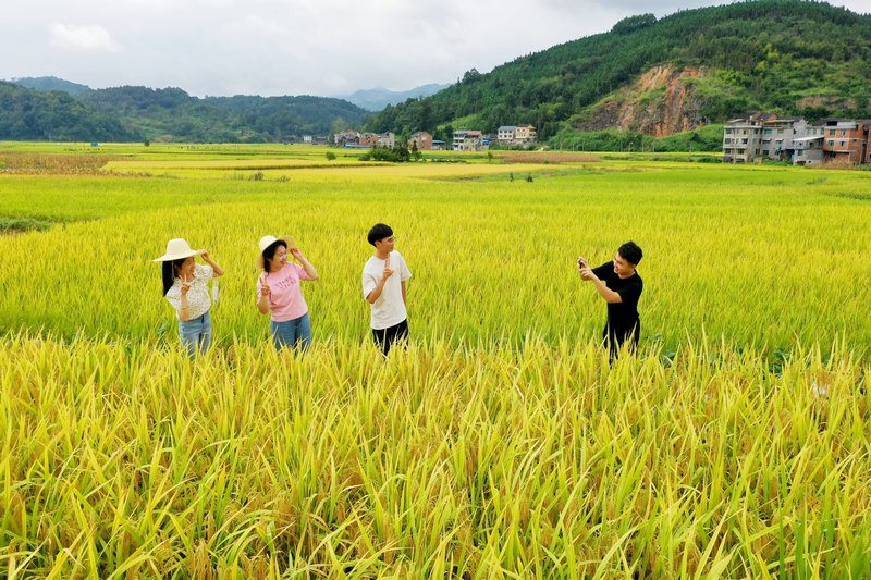 游人在劍河縣南明大壩連片稻田裡賞景、拍照。