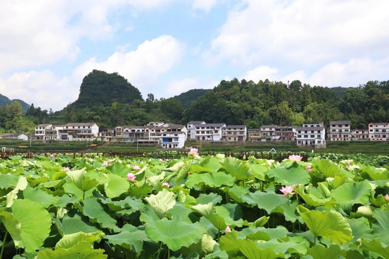 4 图为“荷”尖上的避暑乡村——水井社区  图片由安顺市委宣传部提供.jpg