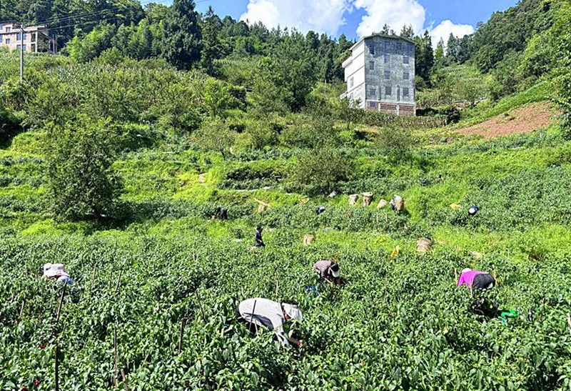 辣椒种植基地。