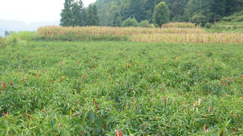  Sinan Hujiawan Township: Hot Pepper Harvest Busy Production and Marketing Play the "Pepper" Symphony