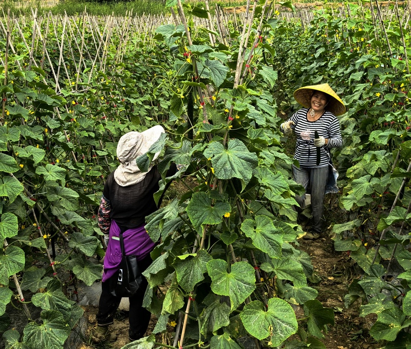 农户正在采摘黄瓜