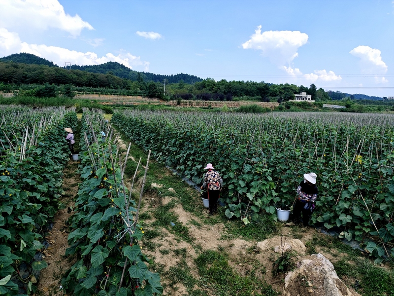 黄瓜基地一角