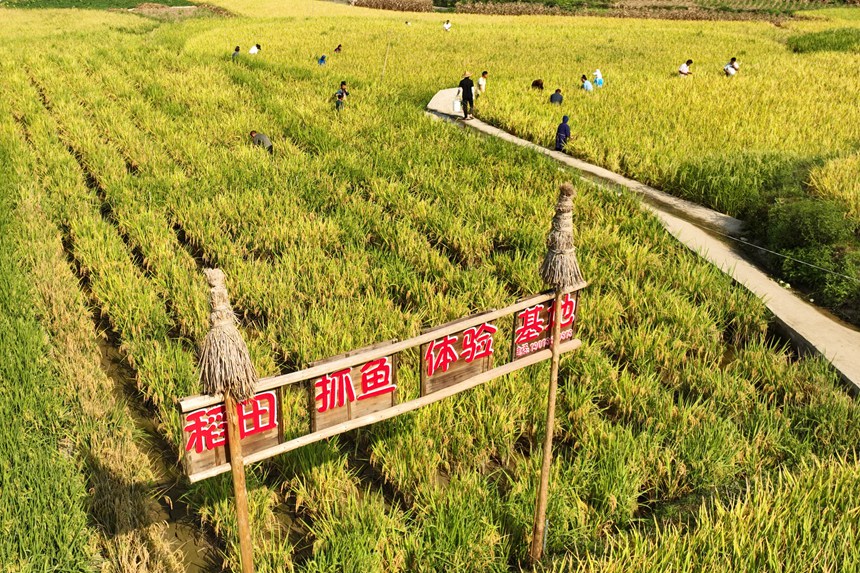 9月5日，村民在贵州省丹寨县龙泉镇卡拉村抓稻田鱼。