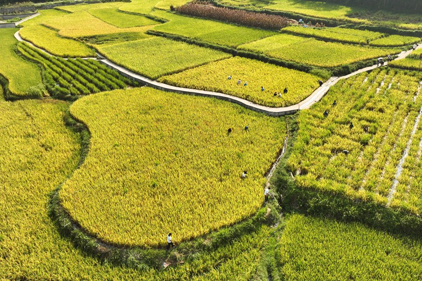 9月5日，村民在贵州省丹寨县龙泉镇卡拉村抓稻田鱼。