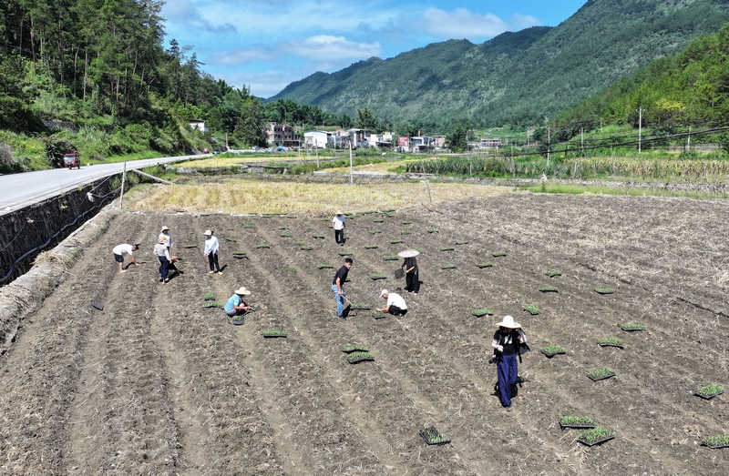 村民在田间移栽玉米苗