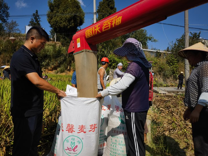 农户正在装脱粒后的水稻。裴忠钰摄