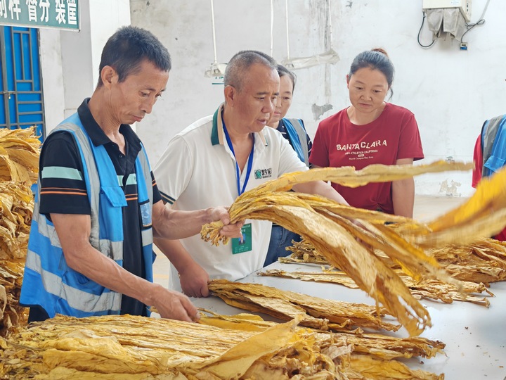 在禹謨鎮收購點分級工給煙葉定級分類。金莎攝