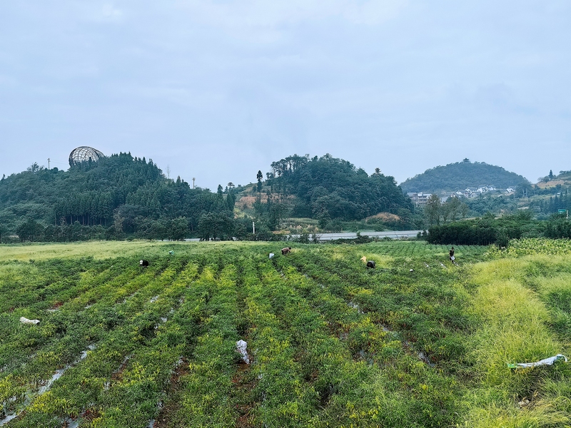 辣椒基地大景