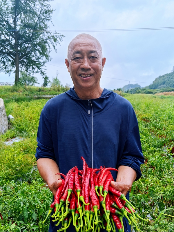 辣椒丰收