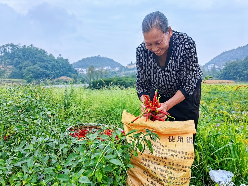 村民正在把采摘的辣椒装袋