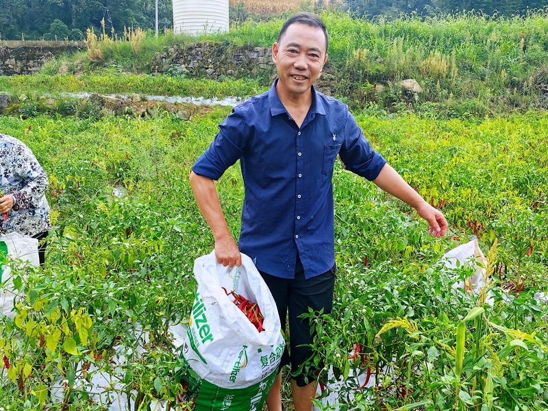 汪定诚正在采摘辣椒