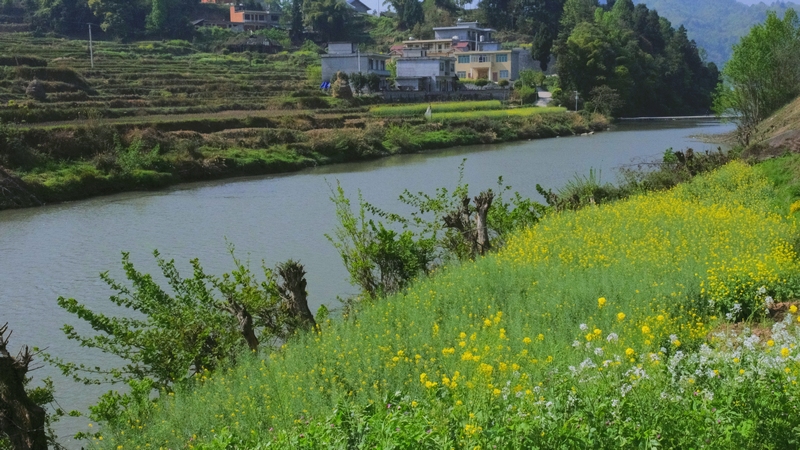 水清岸綠的偏岩河岸  蔡正玲  攝