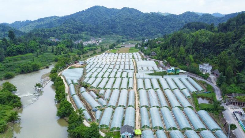 偏岩河一岸的西瓜基地   蔡正玲  攝