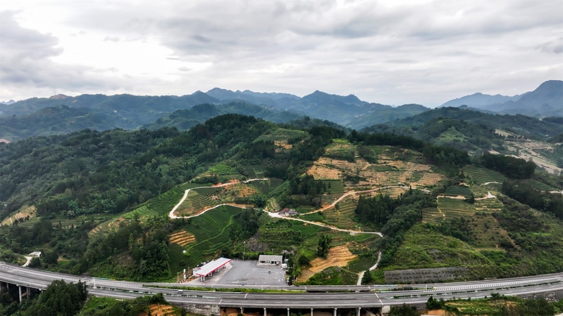 罗甸县龙坪镇板庚村火龙果基地