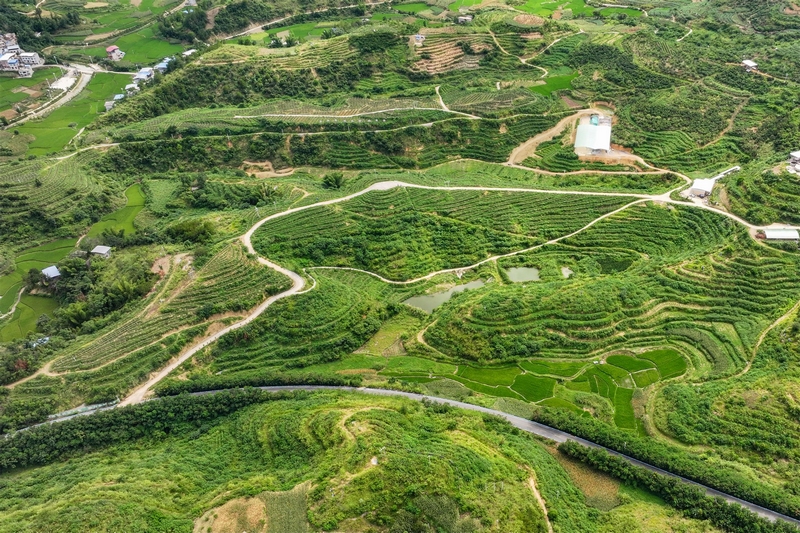 沫阳镇沫阳村火龙果基地