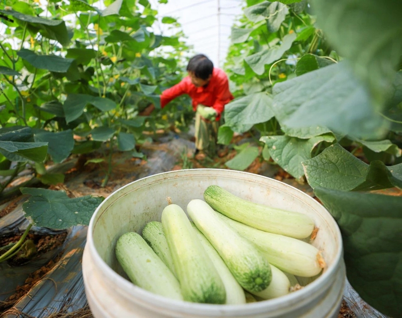 大棚蔬菜竞“鲜”上市