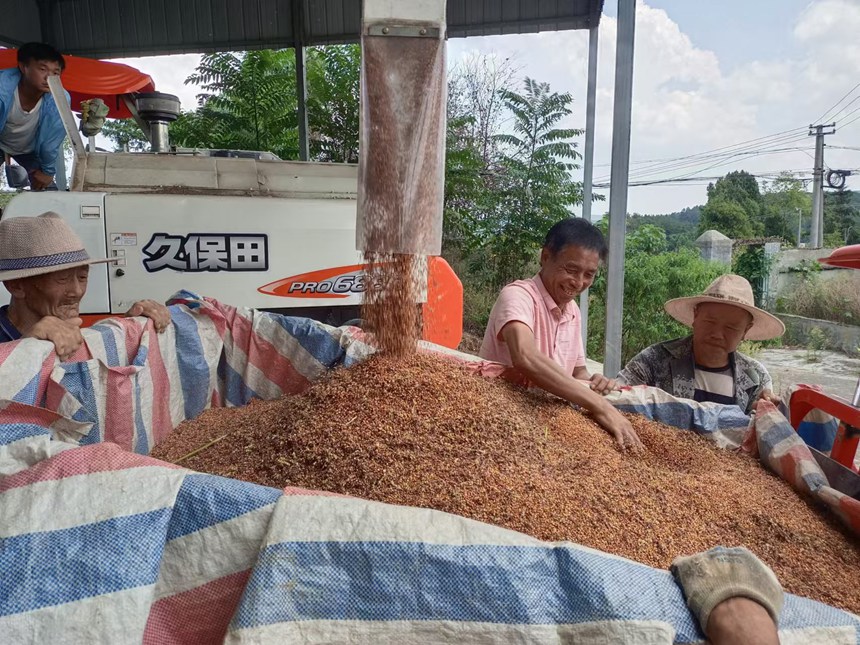 圖為：收獲高粱喜笑顏