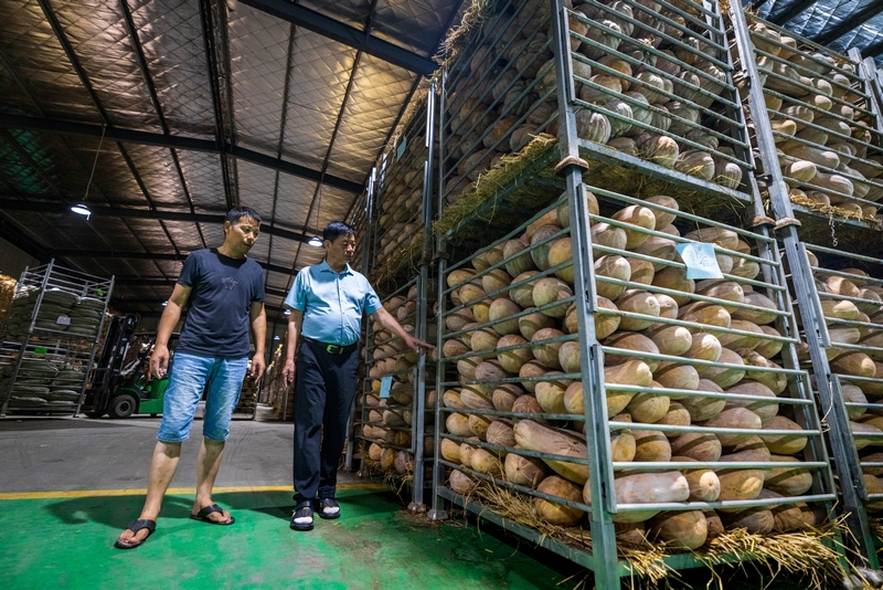  On August 29, 2024, workers were carrying pumpkins in the agricultural production plant of Zhijin Nongyao. (Photographed by Li Liang) (3)