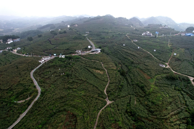 近年来，依托优越的自然条件和丰富的种植经验，修文猕猴桃以其独特的口感赢得了市场的广泛认可。查姜维摄